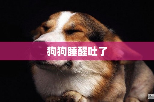 狗狗睡醒吐了