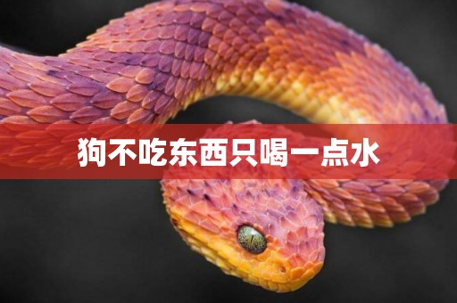 狗不吃東西只喝一點水