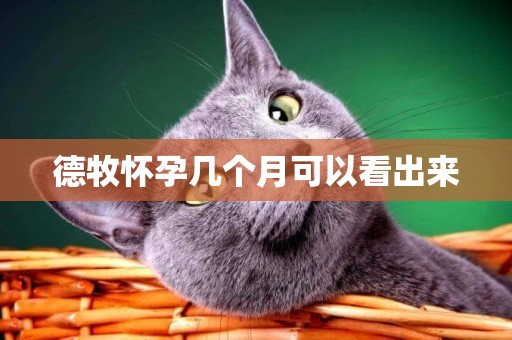德牧懷孕幾個月可以看出來