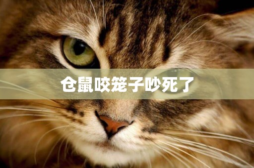 倉鼠咬籠子吵死了