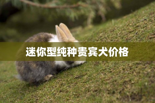 迷你型純種貴賓犬價格