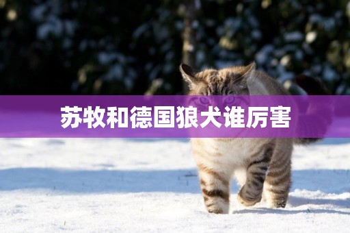 蘇牧和德國狼犬誰厲害