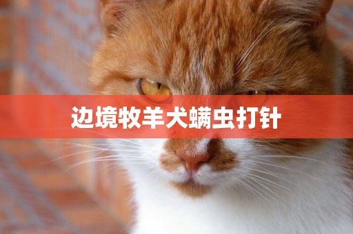 邊境牧羊犬螨蟲打針