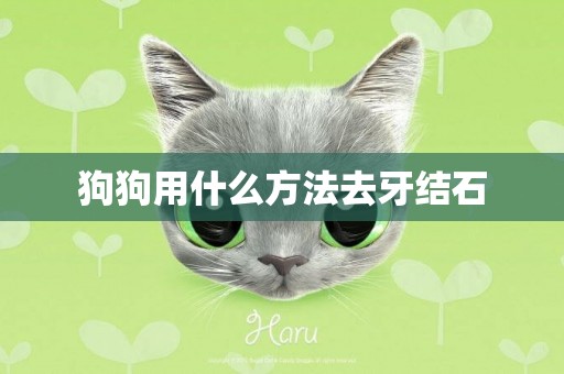狗狗用什么方法去牙結石