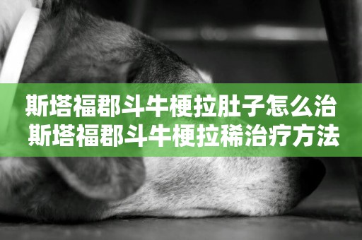 斯塔福郡斗牛梗拉肚子怎么治 斯塔福郡斗牛梗拉稀治療方法