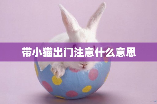 帶小貓出門注意什么意思