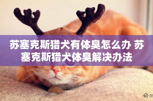蘇塞克斯獵犬有體臭怎么辦 蘇塞克斯獵犬體臭解決辦法