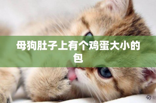 母狗肚子上有個雞蛋大小的包