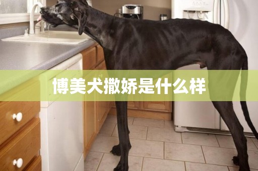 博美犬撒嬌是什么樣