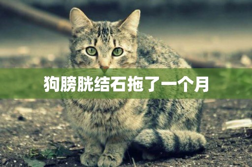狗膀胱結石拖了一個月