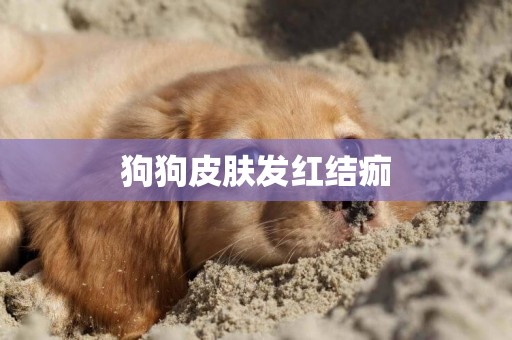 狗狗皮膚發紅結痂