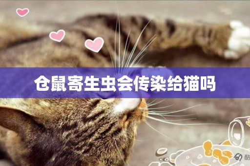 倉鼠寄生蟲會傳染給貓嗎