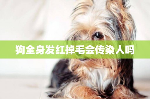 狗全身發紅掉毛會傳染人嗎