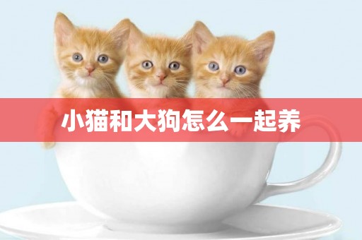 小貓和大狗怎么一起養