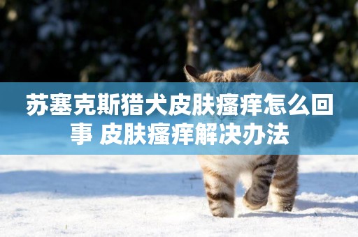 蘇塞克斯獵犬皮膚瘙癢怎么回事 皮膚瘙癢解決辦法