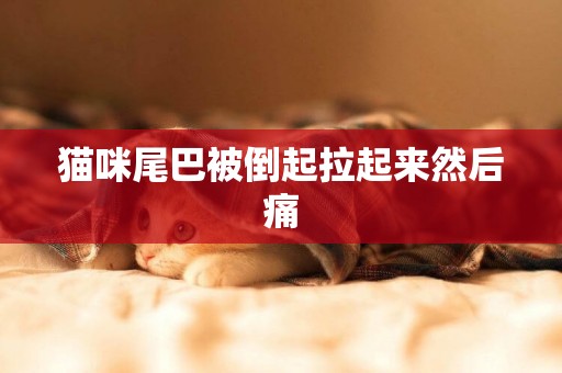 貓咪尾巴被倒起拉起來然后痛