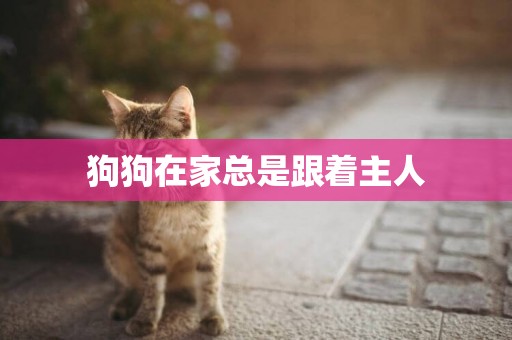 狗狗在家總是跟著主人