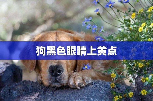 狗黑色眼睛上黃點