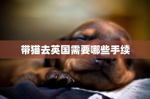 帶貓去英國需要哪些手續