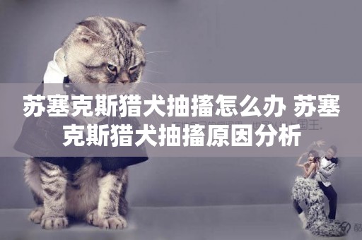 蘇塞克斯獵犬抽搐怎么辦 蘇塞克斯獵犬抽搐原因分析