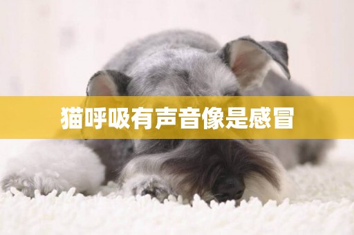 貓呼吸有聲音像是感冒