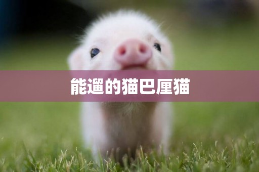 能遛的貓巴厘貓