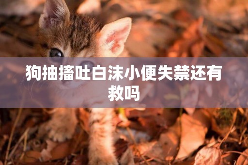 狗抽搐吐白沫小便失禁還有救嗎