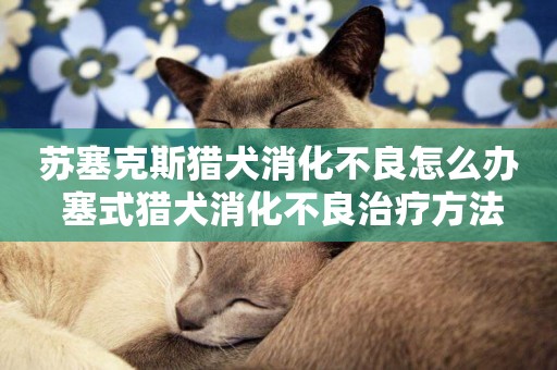 蘇塞克斯獵犬消化不良怎么辦 塞式獵犬消化不良治療方法
