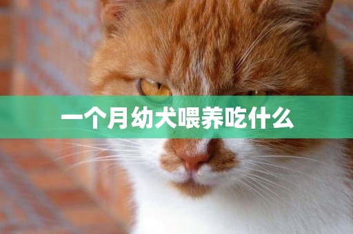 一個月幼犬喂養吃什么