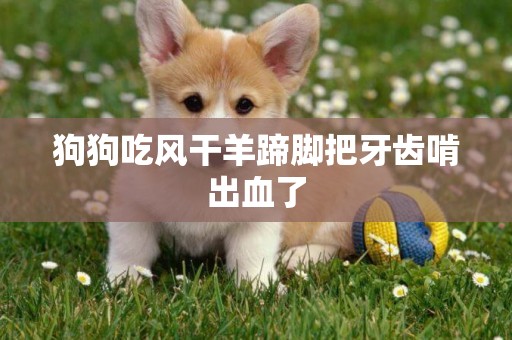 狗狗吃風干羊蹄腳把牙齒啃出血了