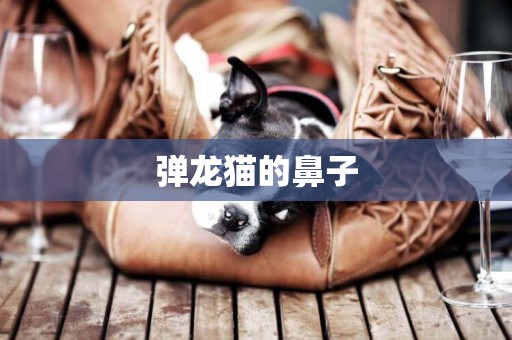彈龍貓的鼻子