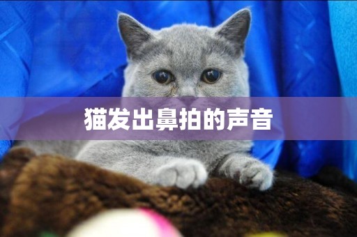 貓發出鼻拍的聲音