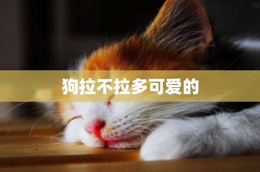 狗拉不拉多可愛的