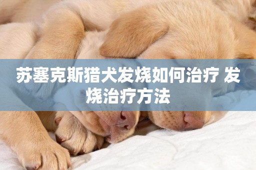 蘇塞克斯獵犬發燒如何治療 發燒治療方法