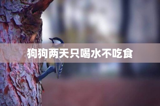 狗狗兩天只喝水不吃食