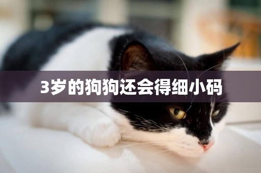 3歲的狗狗還會得細小碼