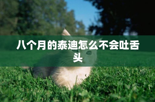 八個月的泰迪怎么不會吐舌頭
