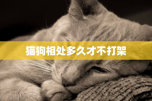 貓狗相處多久才不打架