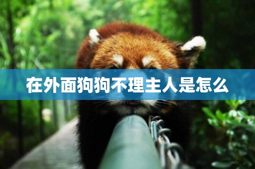 在外面狗狗不理主人是怎么