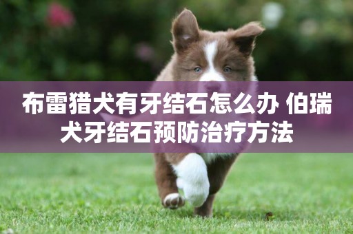 布雷獵犬有牙結石怎么辦 伯瑞犬牙結石預防治療方法
