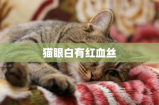 貓眼白有紅血絲