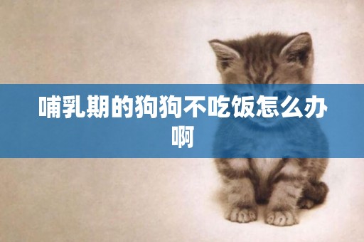哺乳期的狗狗不吃飯怎么辦啊