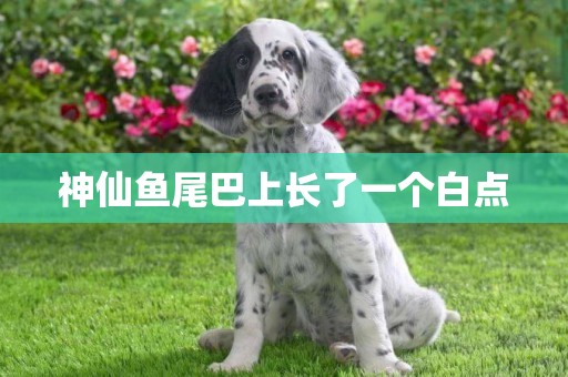 神仙魚尾巴上長了一個白點