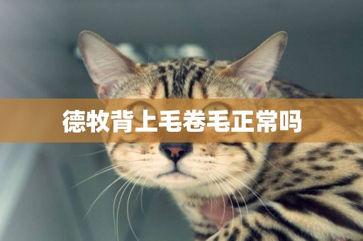 德牧背上毛卷毛正常嗎