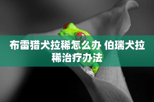 布雷獵犬拉稀怎么辦 伯瑞犬拉稀治療辦法
