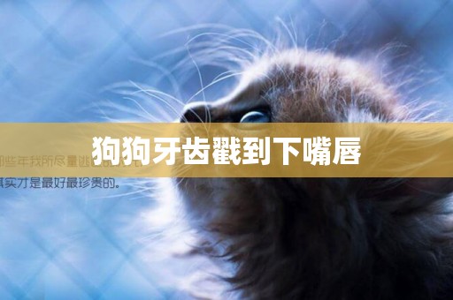 狗狗牙齒戳到下嘴唇