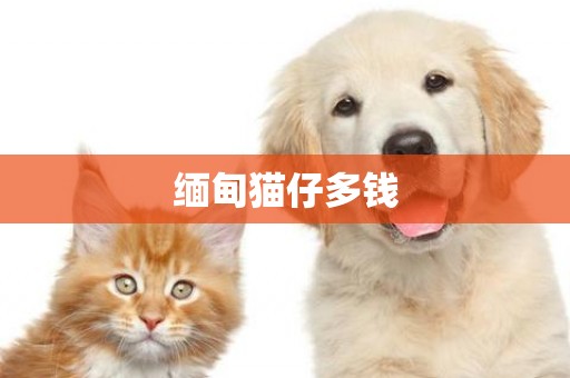 緬甸貓仔多錢