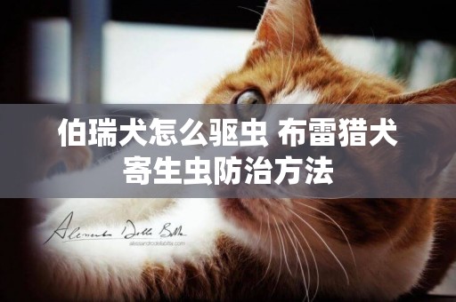 伯瑞犬怎么驅蟲 布雷獵犬寄生蟲防治方法