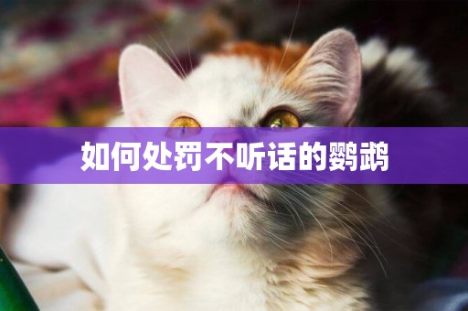 如何處罰不聽話的鸚鵡