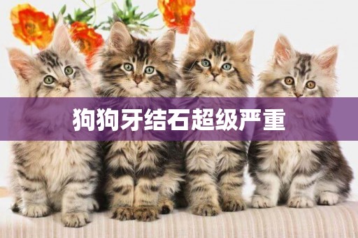 狗狗牙結石超級嚴重